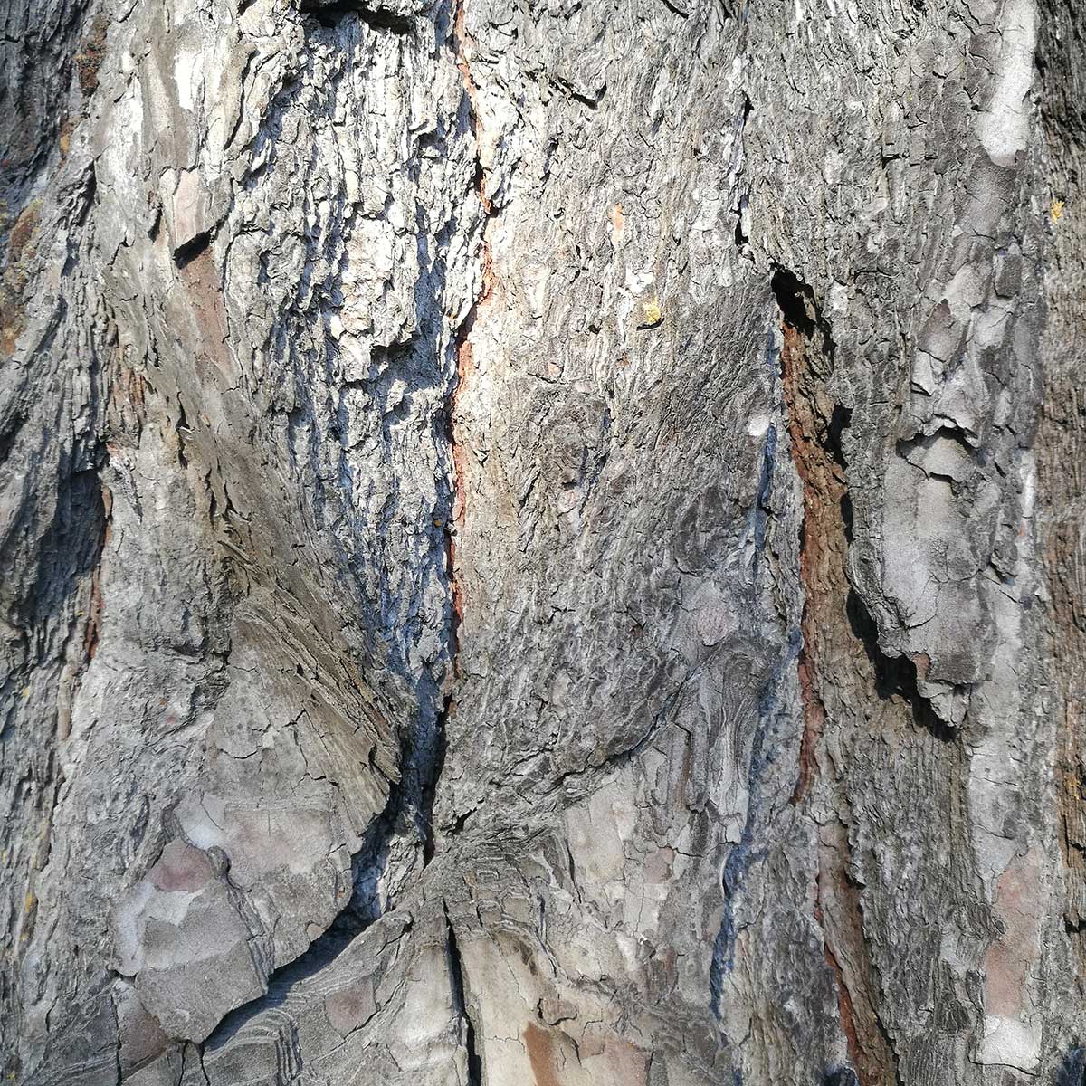 WuHooTimaru Pinus Radiata Botanic Gardens