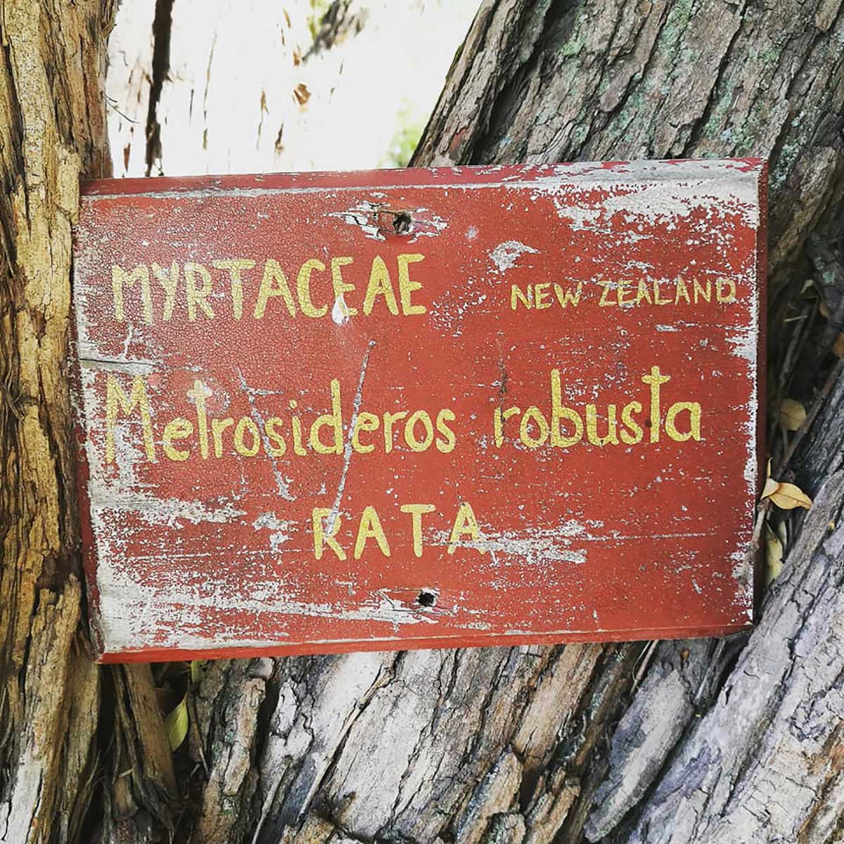 WuHooTimaru Trees Rātā