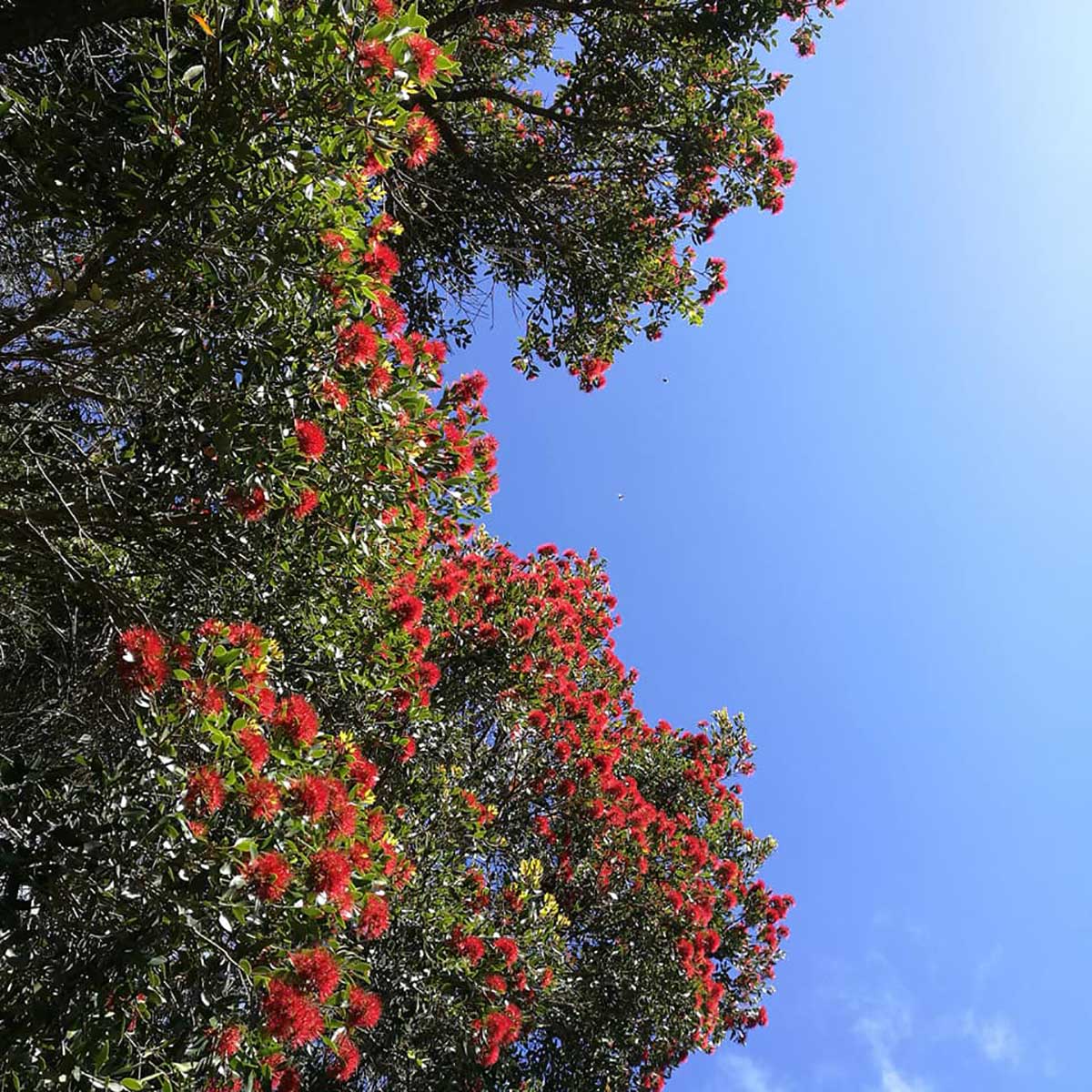 WuHooTimaru Trees Rātā
