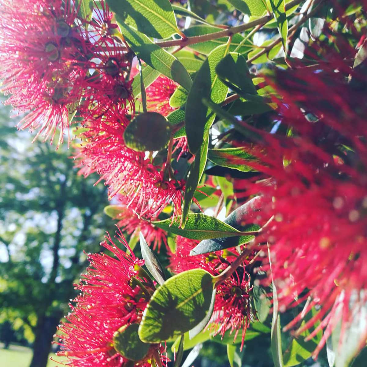 WuHooTimaru Trees Rātā