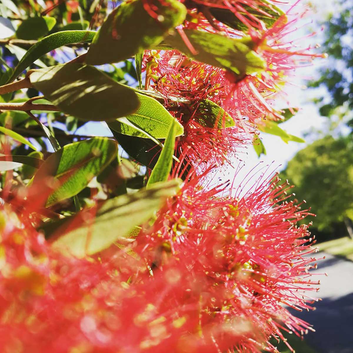 WuHooTimaru Trees Rātā