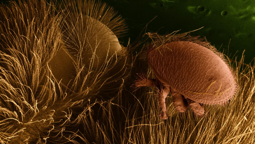 Varroa mite on a honeybee
