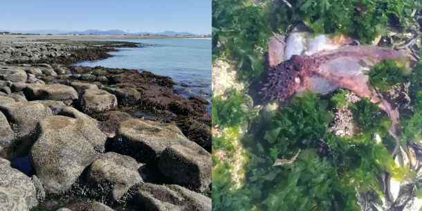 Waitarakao Washdyke Lagoon Reef Ocotpus free fun adventures in Timaru Fauth Family Photos RFauth