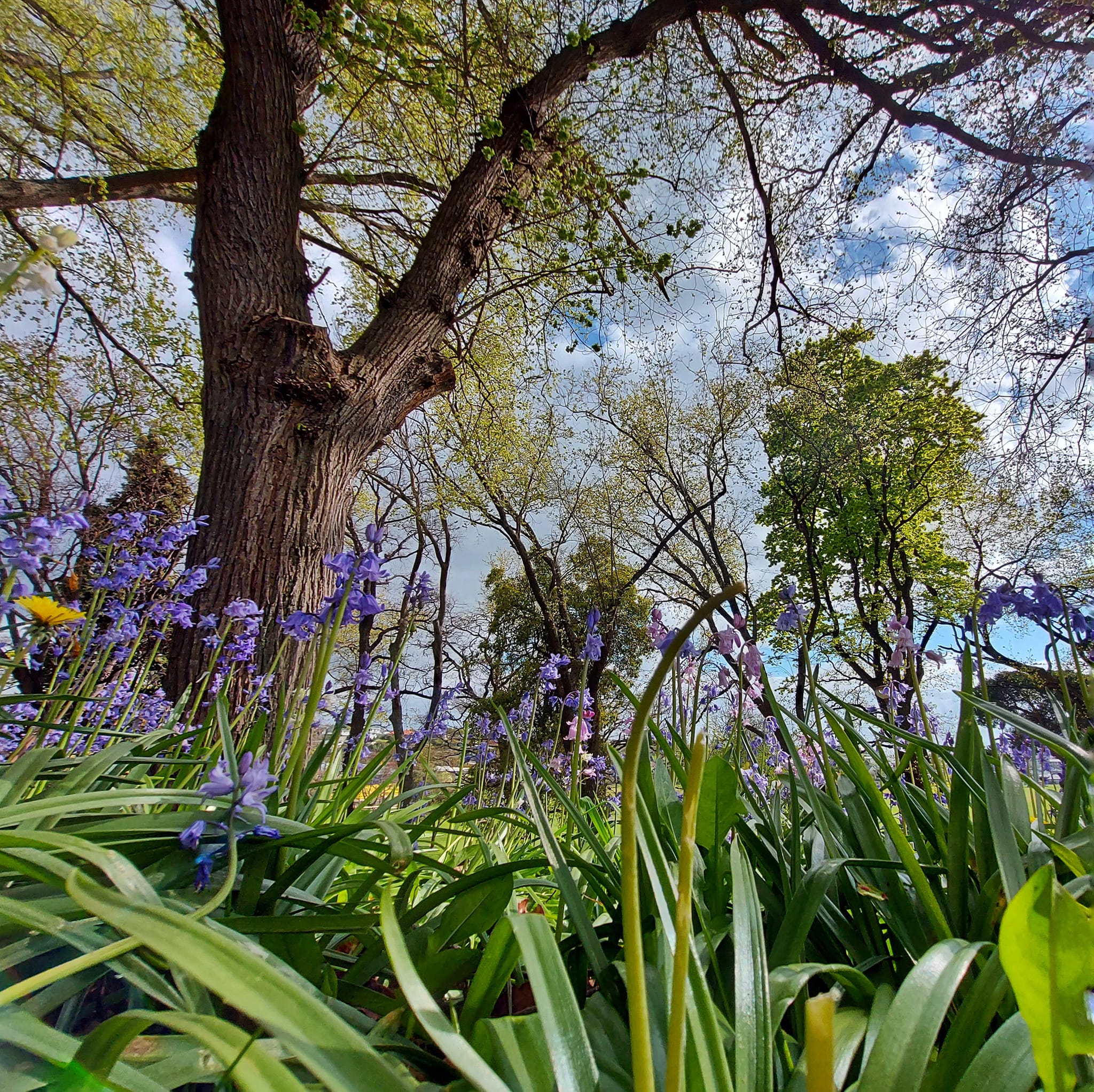 Woollcombe family and their connection to Ashbury Park 10