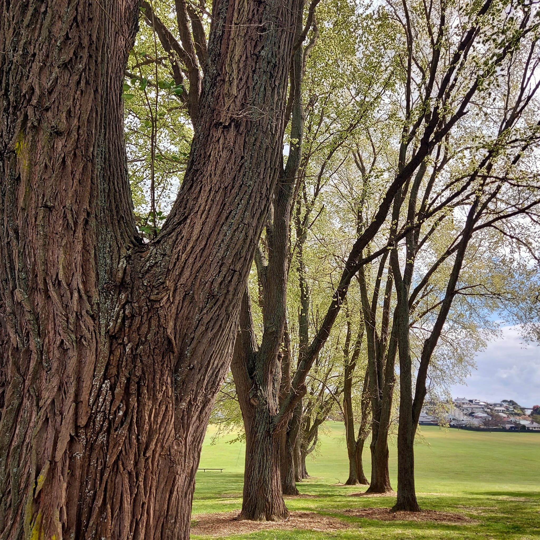 Woollcombe family and their connection to Ashbury Park 30