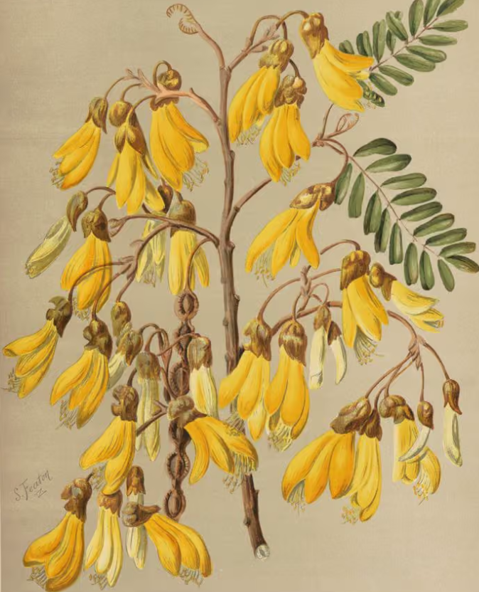 Yellow Kowhai Sophora tetraptera by Sarah Featon Bock and Cousins Te Papa RB001317028a